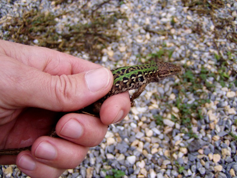 Lucertola campestre (Podarcis siculus) salvata